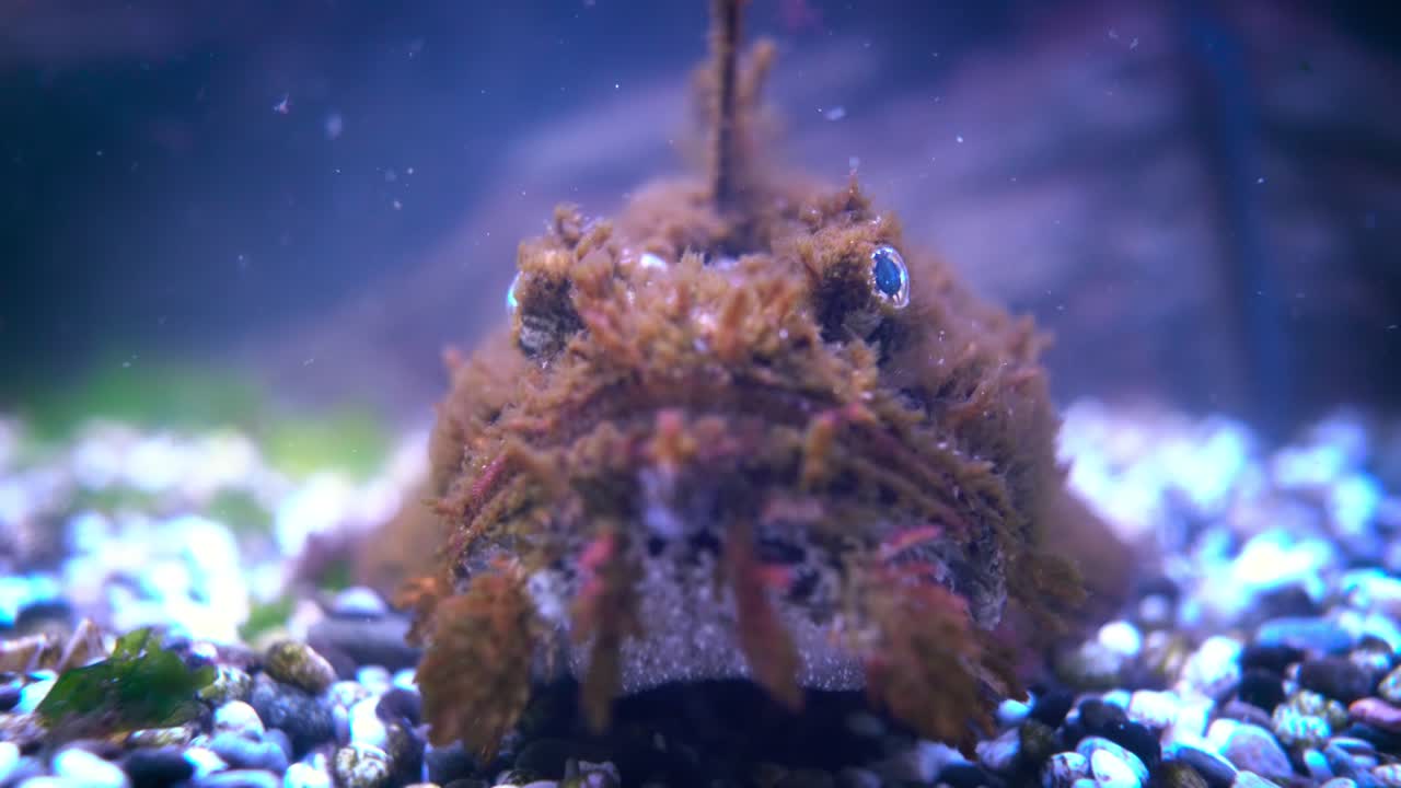 el pez hemitripterus villosus, comúnmente conocido como el cuervo de mar, es una especie de pez que pertenece a la familia hemitripteridae.