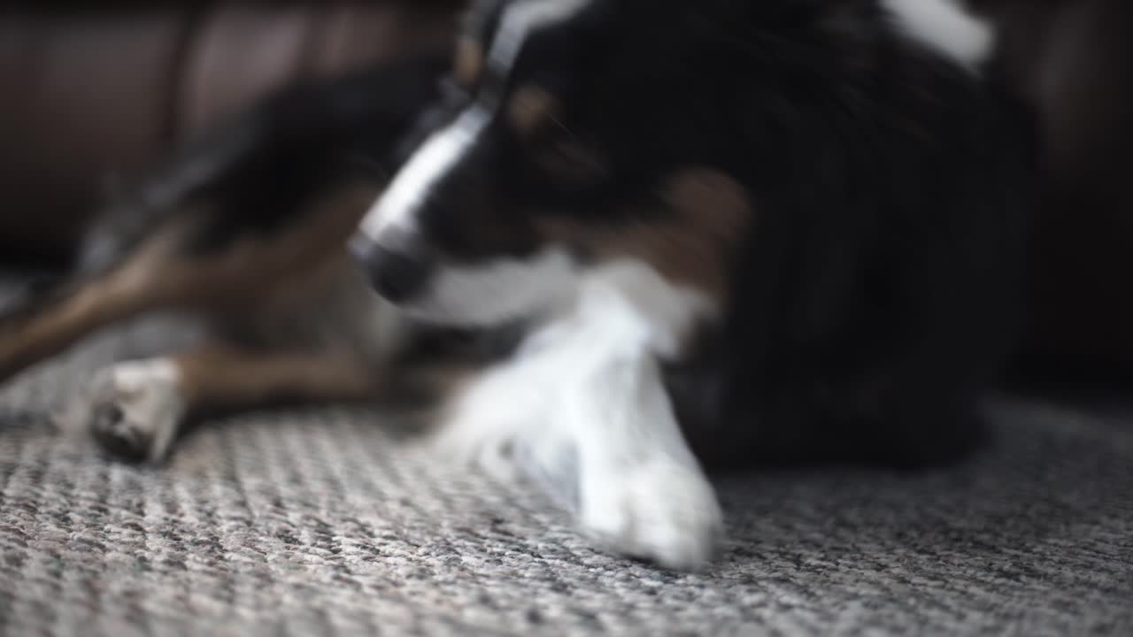 잠자는 자세를 찾고 잠들려고 노력하는 피곤한 호주 양치기