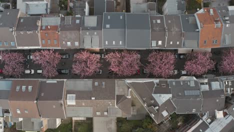 drone - aerial top shot of the cherry blossom in the city bonn kirschbluete in der heerstraße breitestraße bonn tourism 25p