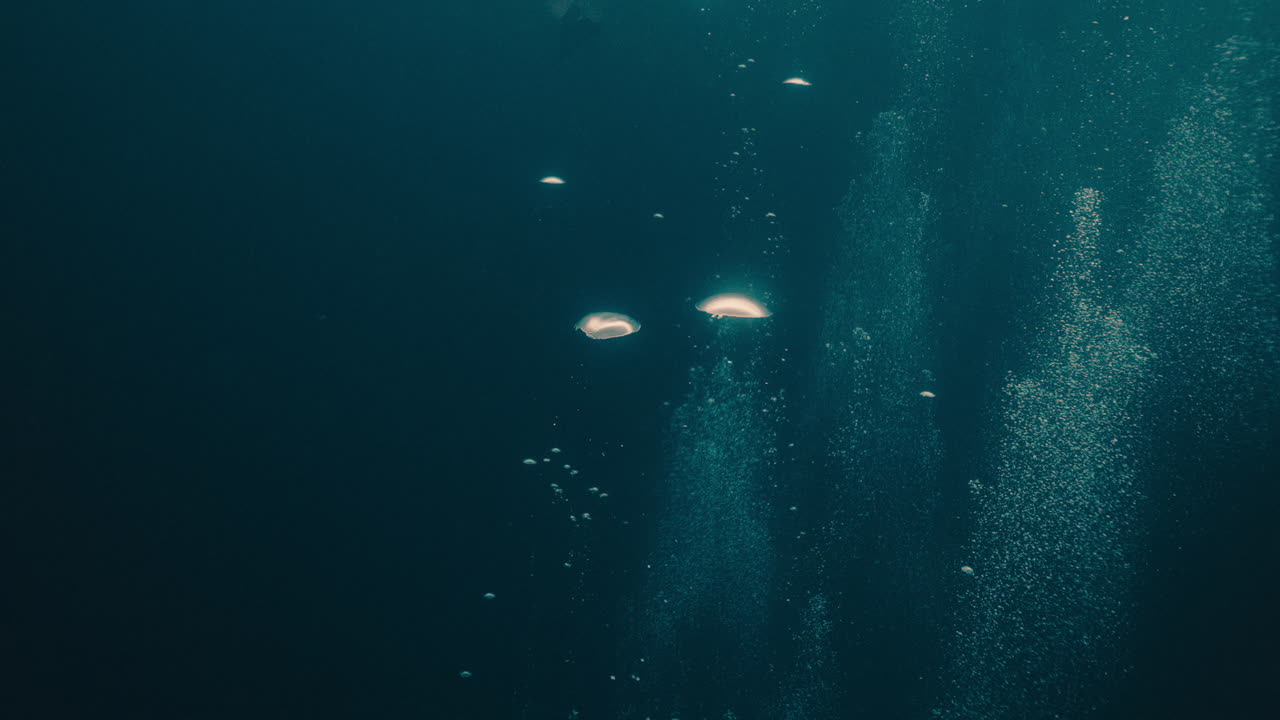 물 에서 떠오르는 거품