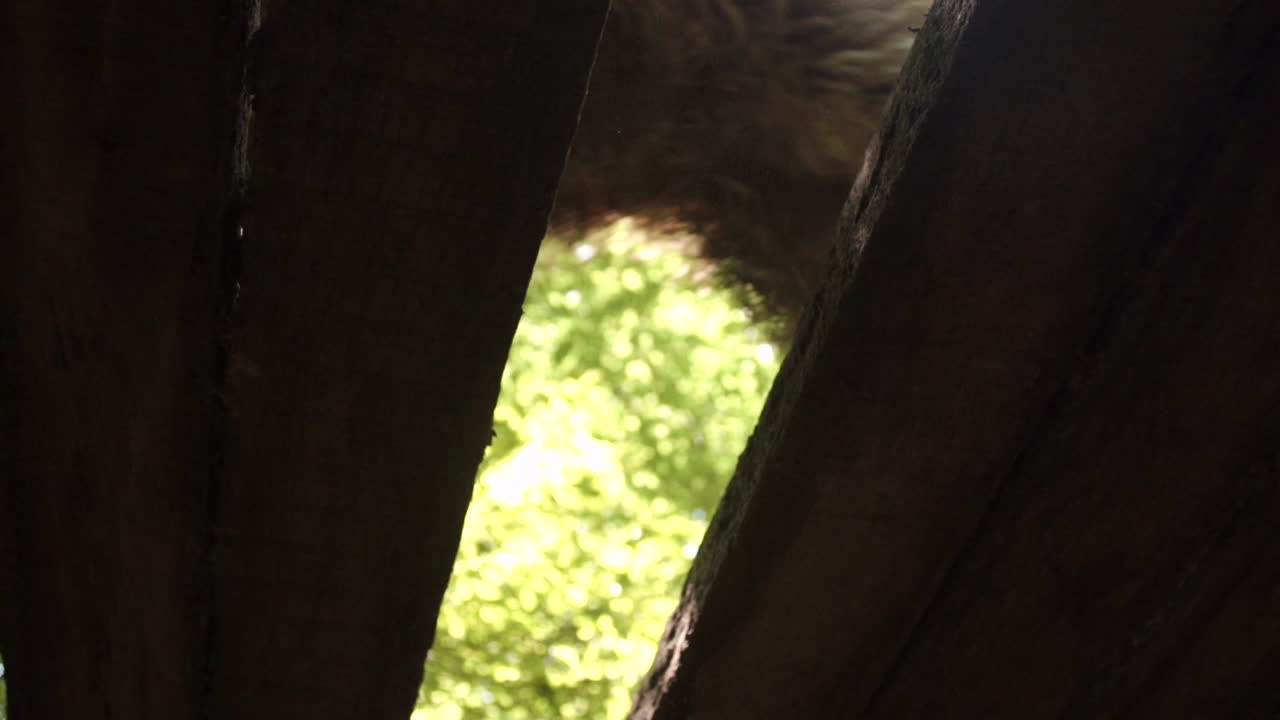 Cute cockapoo puppy-dog jumps over gap in wooden bridge, shot from underneath