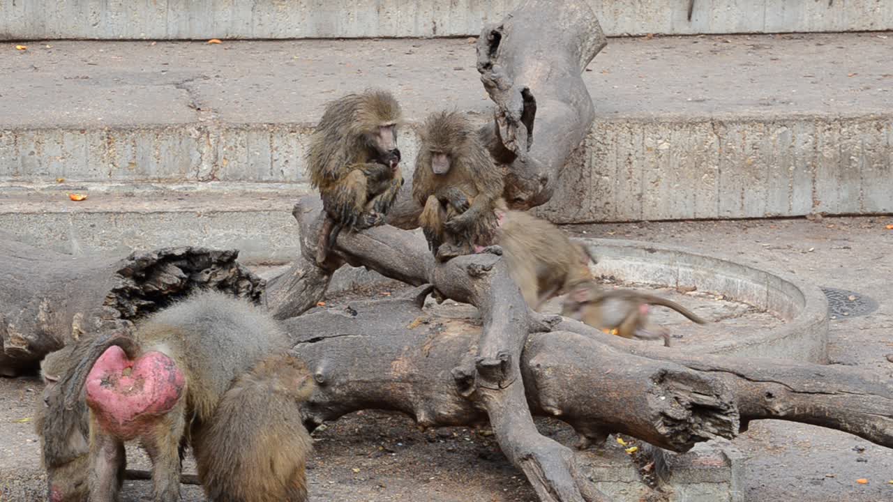 Zoo di Madrid, Spagna