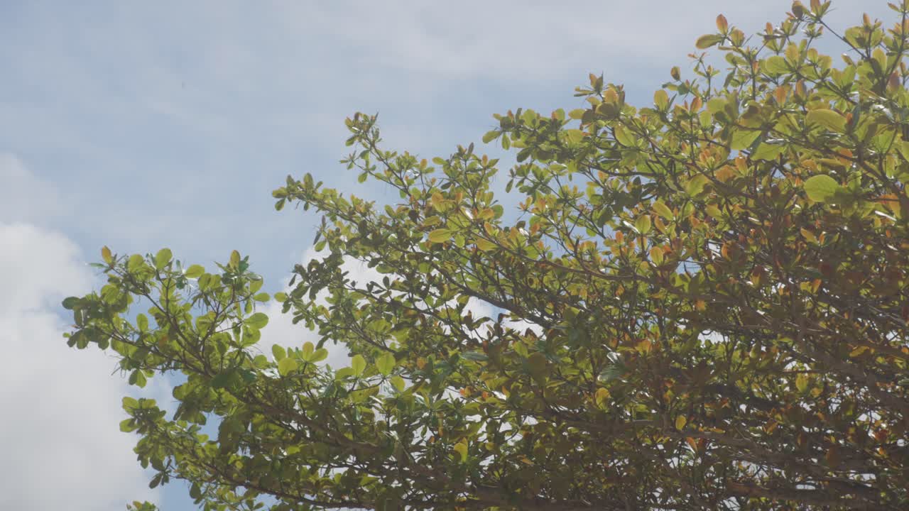 푸른 하늘과 함께 풍부한 초록색 자연에서 아몬드 나무의 영화적 프레밍