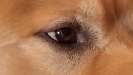 golden retriever dog's eye