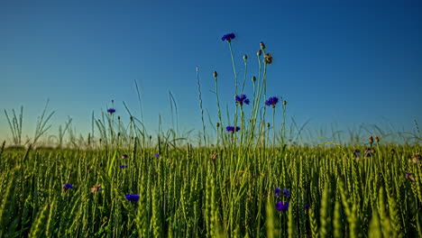 close-up of violet flowers in green field swaying