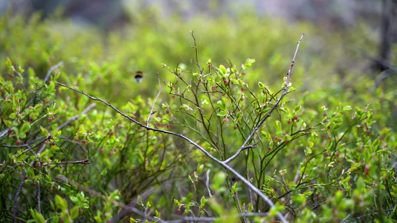 Humlebi flyver væk fra en blomst