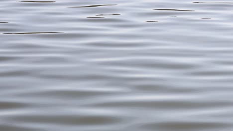 ondas suaves que se mueven a través de una superficie de agua tranquila