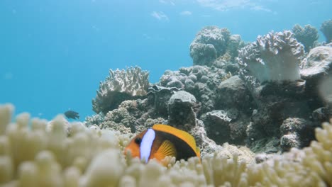 family of curious anemonefish find protection in an anemone attached to a coral reef system