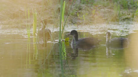 Beobachten-Sie-Blässhühner,-Die-Bei-Sonnenuntergang-Ruhig-Im-See-Schwimmen