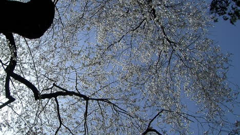 camera jibs down from branches of blossom covered cherry tree to view of japanese house with twin gables