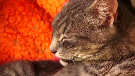 el aseo del gato gris