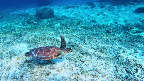 Tortuga-Marina-Verde-Deslizándose-Sobre-Un-área-De-Arena-Blanca