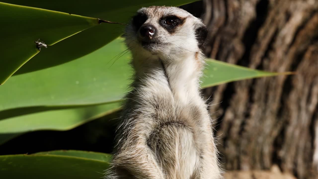 A meerkat stands upright, observing its surroundings beside large green leaves and textured tree bark.