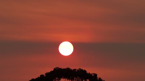 Große-Helle-Sonne-über-Eukalyptusbäumen-Rot-Orange-Himmel-Zwei-Vögel-Fliegen-über-Sonnenuntergang-Australien-Victoria-Gippsland-Maffra