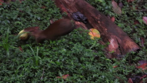 Süßer-Kleiner-Zentralamerikanischer-Agouti,-Dasyprocta-Punctata,-Der-über-Den-Waldboden-Hüpft,-Eine-Kleine-Gefallene-Kokosnuss-In-Den-Mund-Beißt-Und-Sie-Vorsichtig-In-Einer-Tropischen-Regenwaldumgebung-Nach-Hause-Bringt