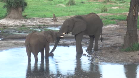 steady shot of wild african mom and baby elephant drinking water from a small pond, during rain