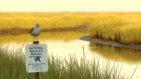 bird on wildlife reserve sign