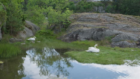 Hermosos-Cisnes-Descansando-Y-Acicalándose-Cerca-De-La-Orilla-Del-Lago-En-Un-Día-Tranquilo