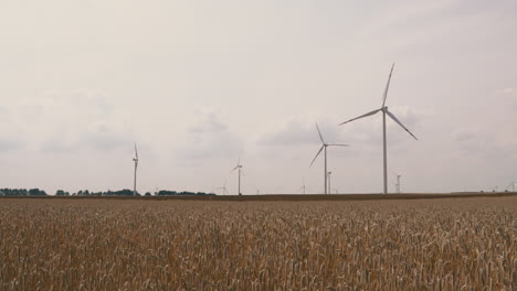 wind turbines across a yellow wheat field on cloudy day in poland countryside