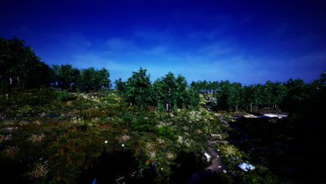 scenic forest landscape at dusk