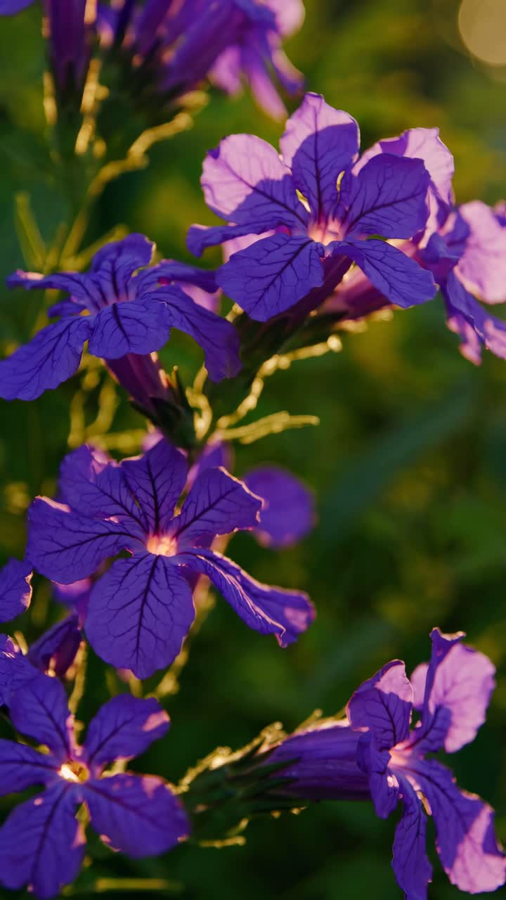 Levende lilla blomster blomstrer i gyldent sollys