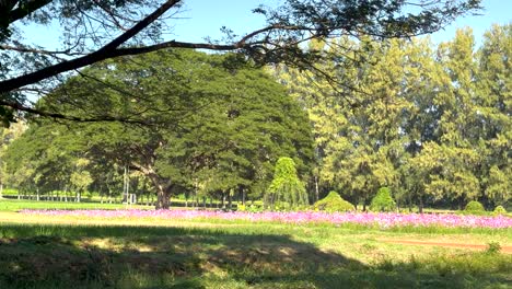 lush greenery and vibrant flowers in thailand