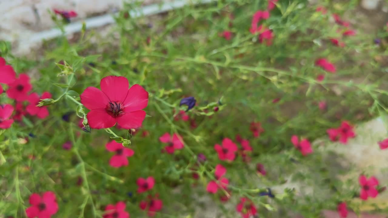 Linum grandiflorum is a species of flax known by several common names, including flowering flax, red flax, scarlet flax, and crimson