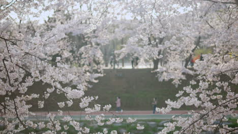 perfect cherry blossoms at maeheonyangjae citizens' forest in seoul, south korea during springtime