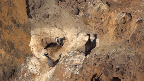 spotted shag cormorant sits on stick nest on cliff wall, others nearby