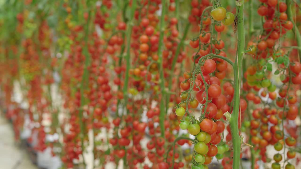 온실 농장에서 자라는 토마토 줄의 손잡이. 생태 제품 개념