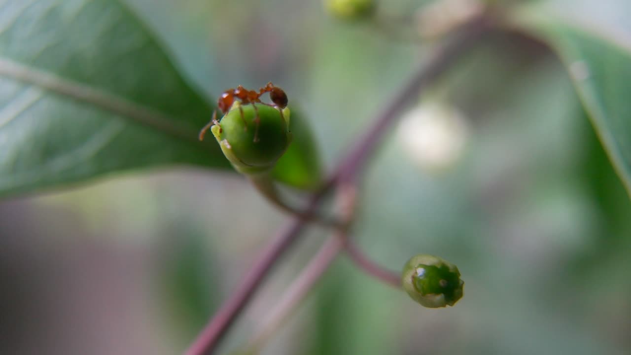 primer plano de hormigas rojas en hojas verdes