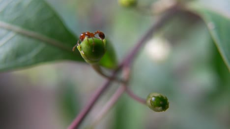 Primer-Plano-De-Hormigas-Rojas-En-Hojas-Verdes