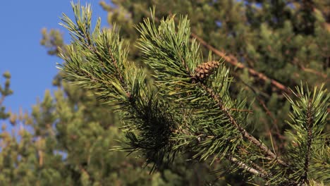 toma de cámara estable de un cono en la rama de un árbol