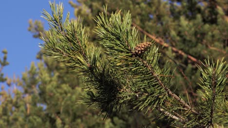 steady camera shot of a cone on a tree branch