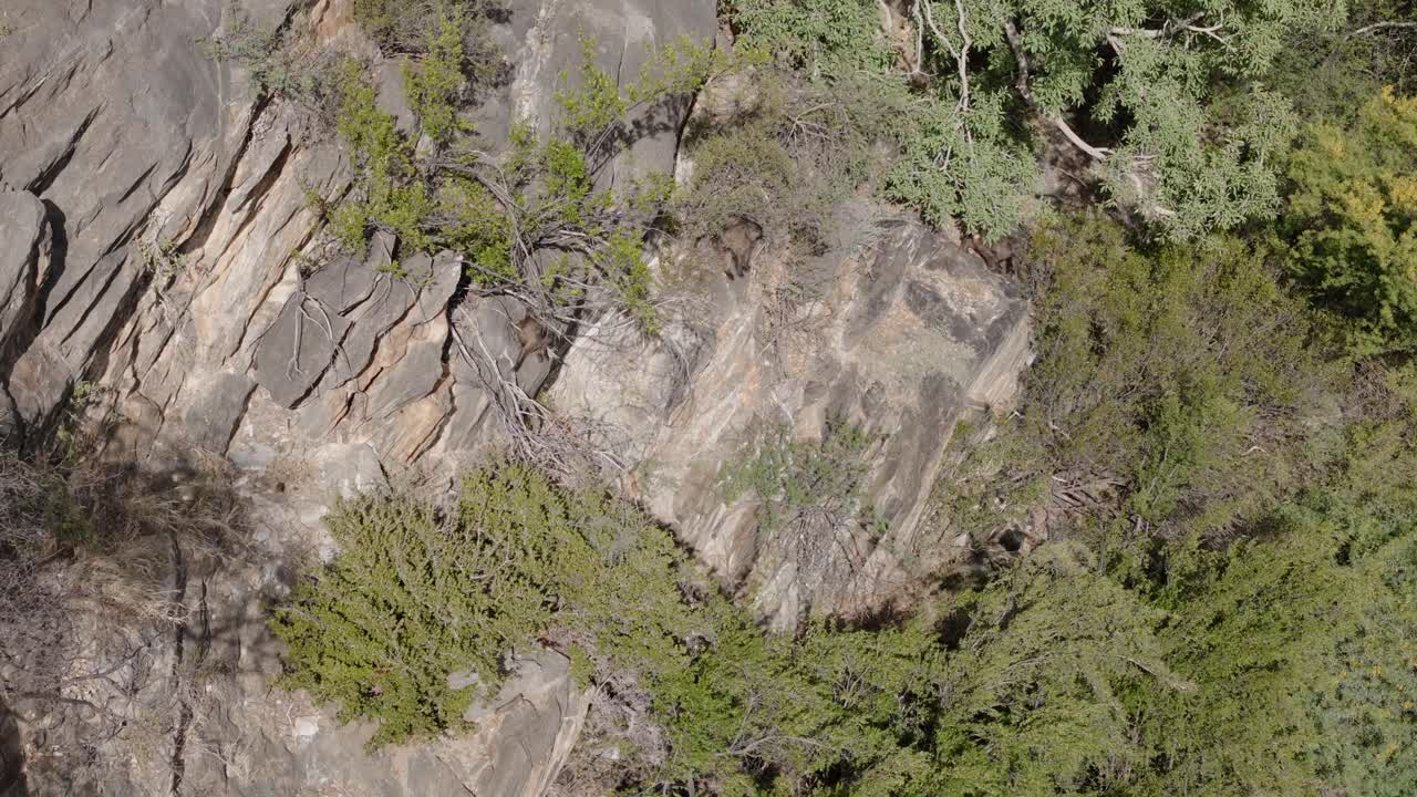 Aerial shot of baboons climbing down a mountain face in the Klein Karoo, Western Cape South Africa. The drone captures the group including baby baboons, with trees and rugged terrain in the background