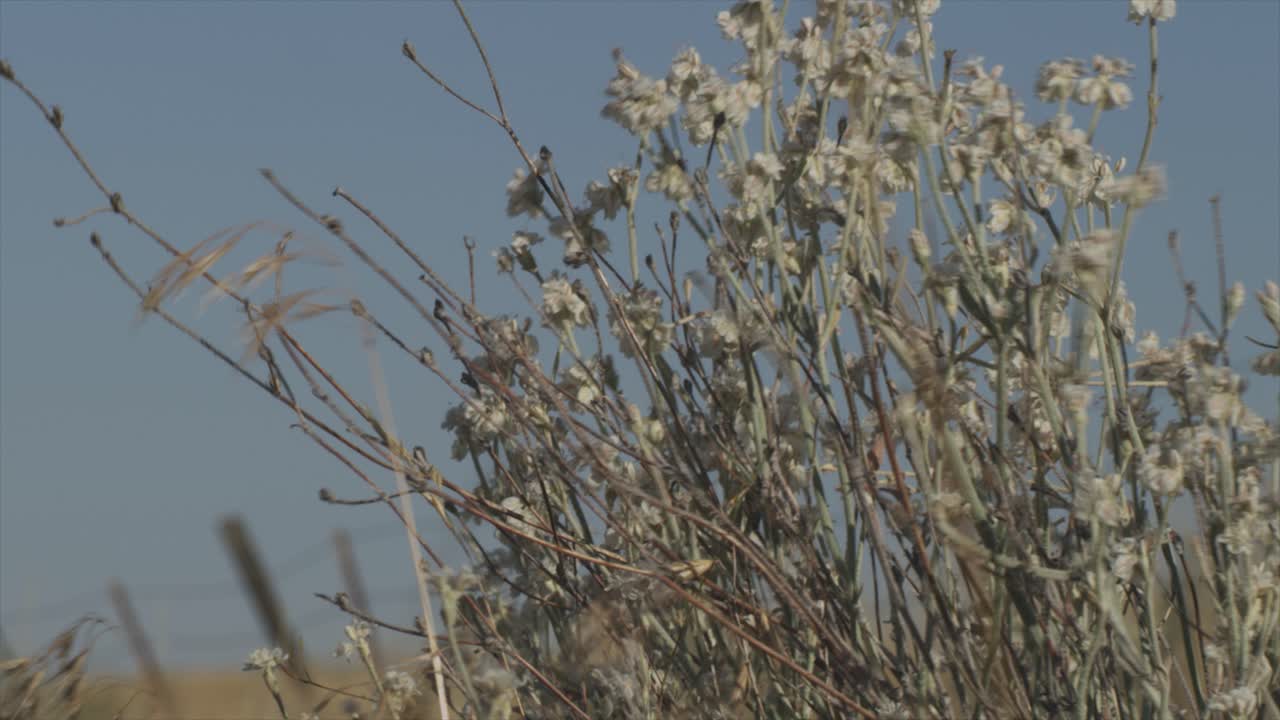 dry desert rocky grassland landscape. dry brush blowing in the breeze with a fence post in the bg