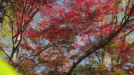Looking up at incredibly beautiful vibrant autumn colors