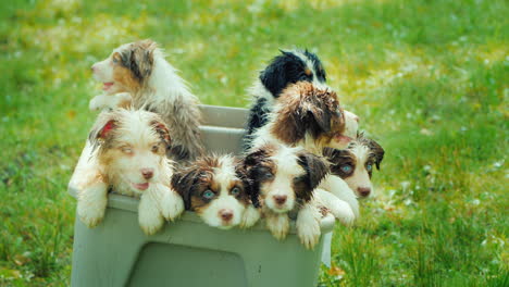 Group-Portrait-Of-A-Large-Canine-Family-Funny-Videos-With-Animals