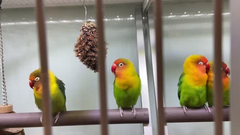 pequeños pajaritos sun conure en la jaula en una tienda de mascotas en sydney, australia