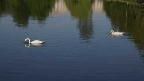 Hermosos-Cisnes-En-El-Lago-En-St