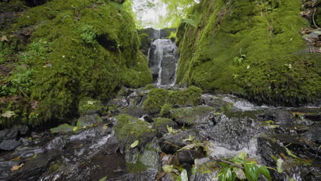rustic waterfall in a mossy forest