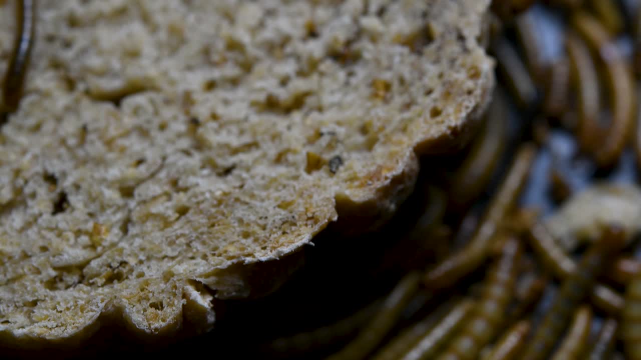 밀웜은 물고기, 뱀, 새, 개구리와 같은 애완동물에게 먹이를 주는 데 사용되는 딱정벌레의 일종입니다.