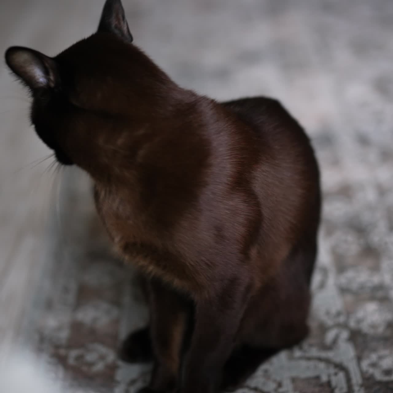 Bellissimo gatto domestico nero lucido sul tappeto in casa. Splendido felino che si lecca la zampa e guarda la fotocamera con grandi occhi gialli