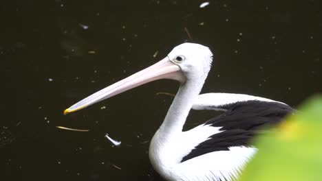 australian pelicans playing in the water, swimming and daydreaming among the swamps and trees.