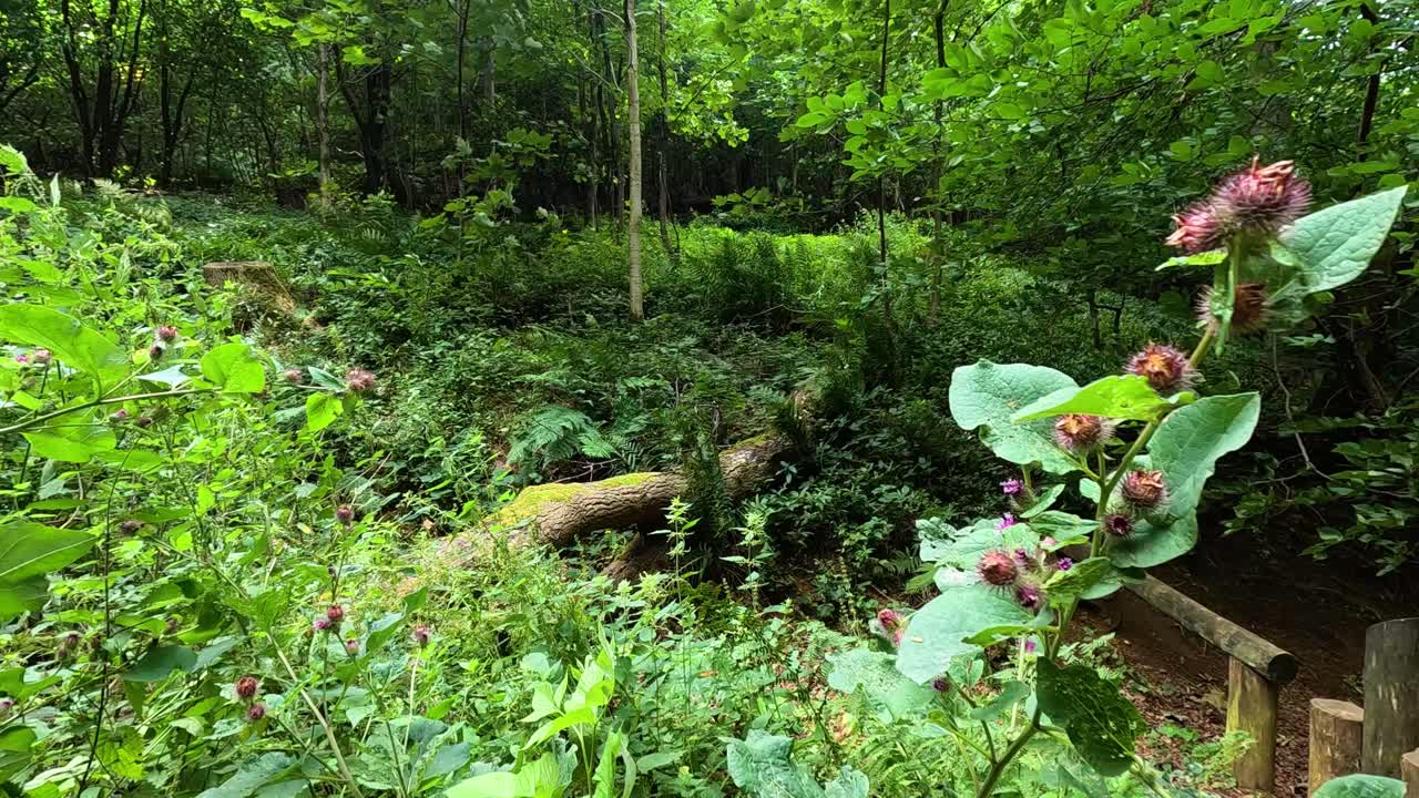 Lesser burdock plant in lush green forest