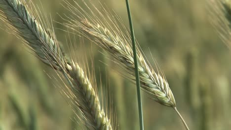 Nahaufnahme-Von-Gerste-Im-Wind,-Vor-Der-Ernte,-Bayern,-Deutschland