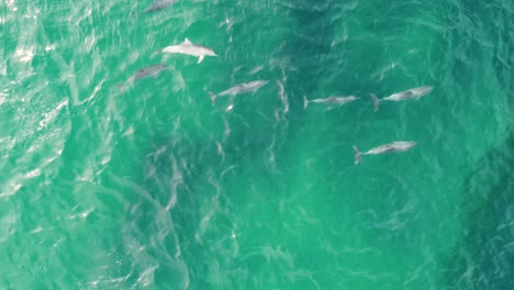 toma aérea de un dron de un grupo de delfines nadando en la bahía de cuchara mamíferos marinos costa central nsw australia 4k