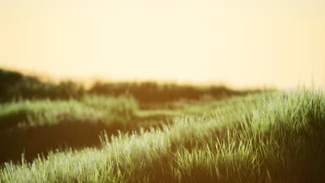 green field at sunrise with blue sky