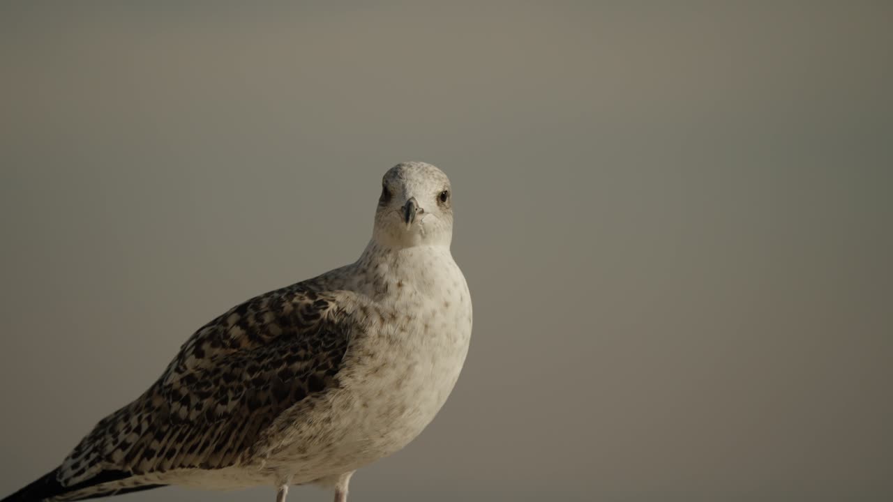 Closeup Of Seagull Bird Looking Around.