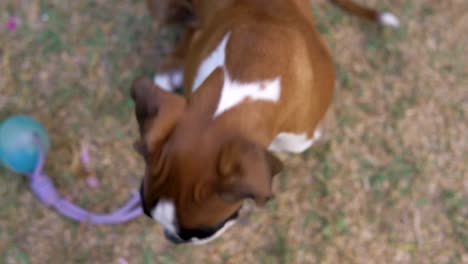 hand-held shot of a young boxer puppy waiting on its owner to throw its toy